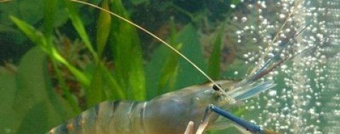 如何控制南美白对虾养殖池水的各项参数？