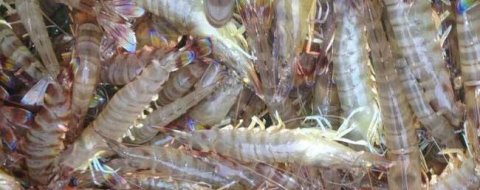 南美白对虾养殖技术要点有哪些？