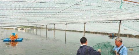 虾苗入池前的基础饵料生物培养